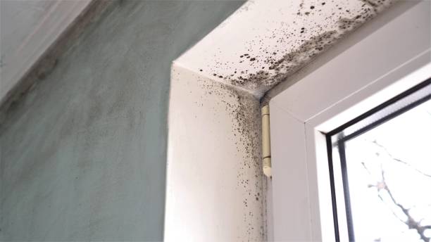 Best Attic Mold Removal  in Willard, UT