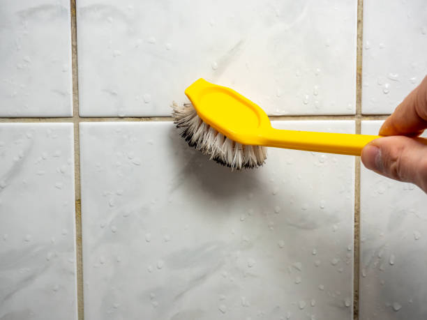 Best Emergency Mold Removal  in Willard, UT
