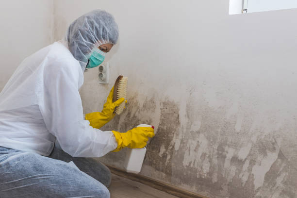 Mold Testing and Removal in Willard, UT
