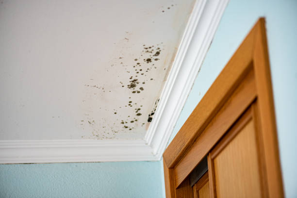 Best Mold Damage Repair  in Willard, UT