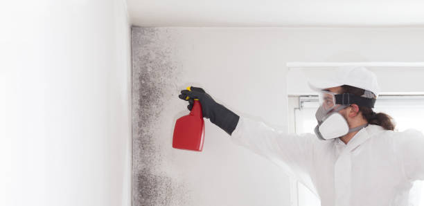 Mold Removal and Inspection in Willard, UT