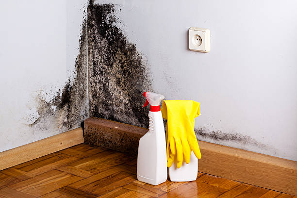 Professional Mold Removal in Willard, UT