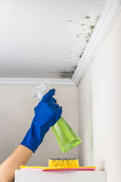 Best Professional Mold Removal  in Willard, UT